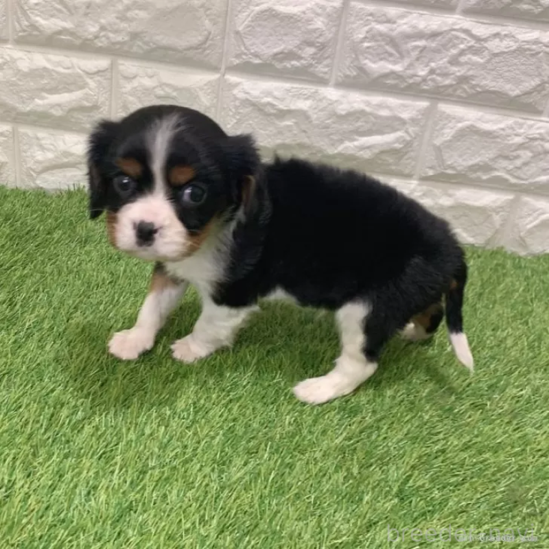 販売中の愛知県のキャバリアキングチャールズスパニエル-441378の5枚目