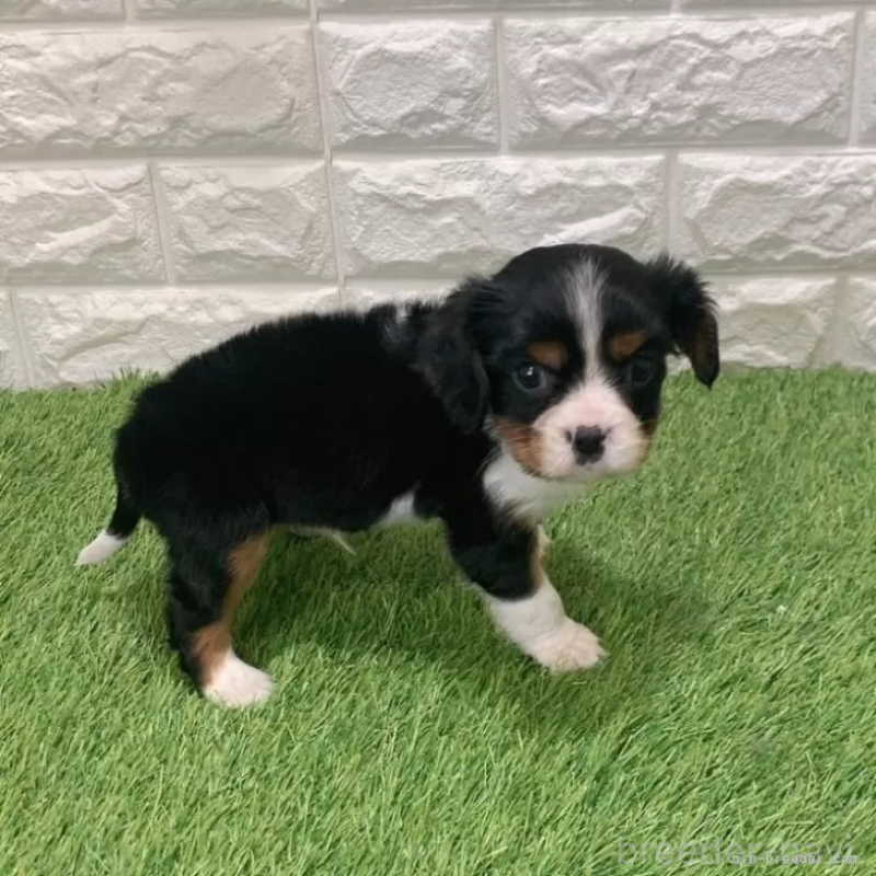 販売中の愛知県のキャバリアキングチャールズスパニエル-441378の4枚目