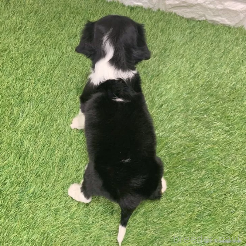 販売中の愛知県のキャバリアキングチャールズスパニエル-441378の2枚目