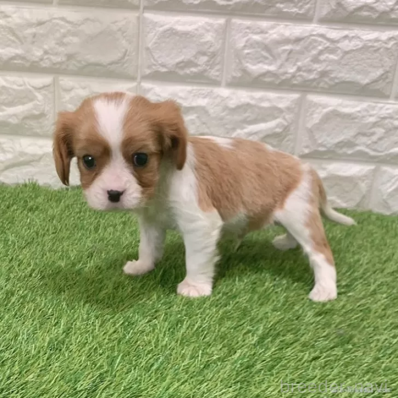 販売中の愛知県のキャバリアキングチャールズスパニエル-441371の5枚目