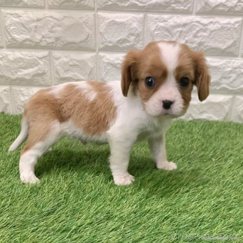 販売中の愛知県のキャバリアキングチャールズスパニエル-441371の4枚目
