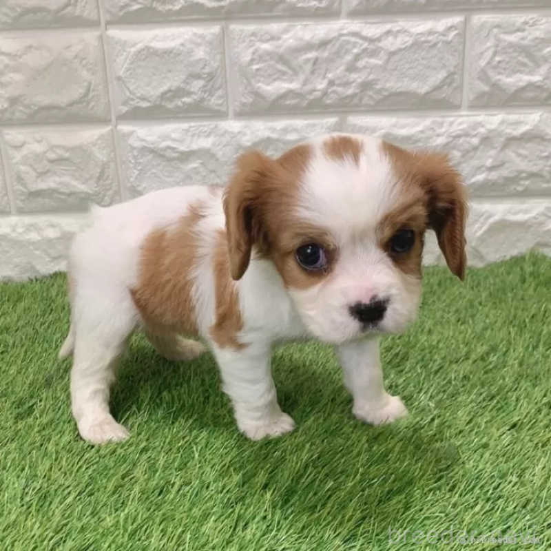 販売中の愛知県のキャバリアキングチャールズスパニエル-441375
