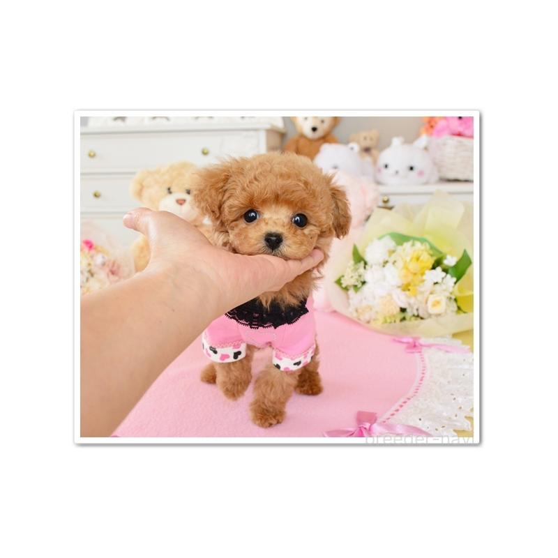 販売中の岩手県のティーカッププードル-443590の2枚目