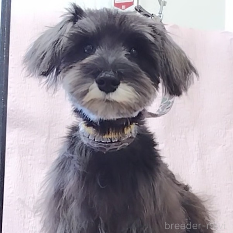 販売中の神奈川県のミニチュアシュナウザー-419472の1枚目