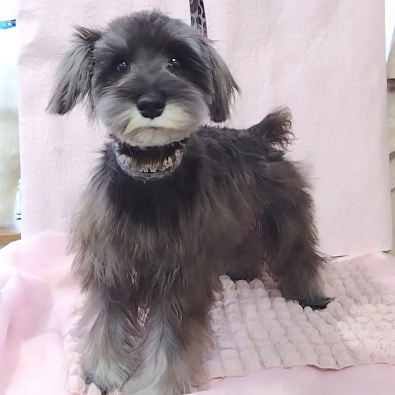 販売中の神奈川県のミニチュアシュナウザー-419472の6枚目