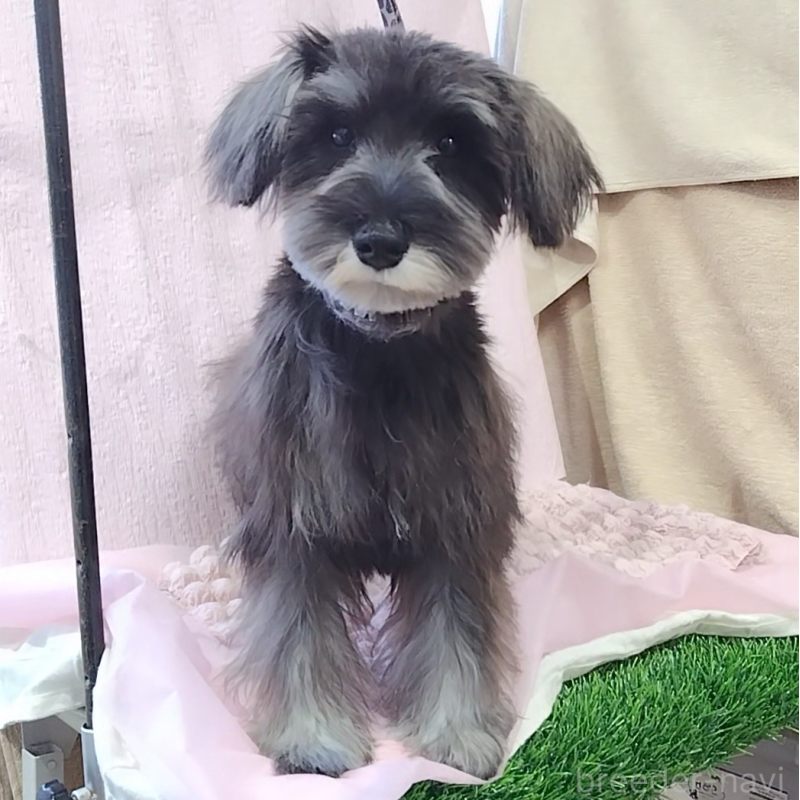 販売中の神奈川県のミニチュアシュナウザー-419472の5枚目