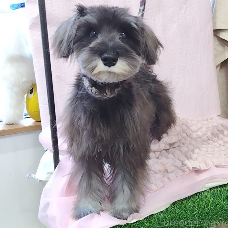 販売中の神奈川県のミニチュアシュナウザー-419472の2枚目