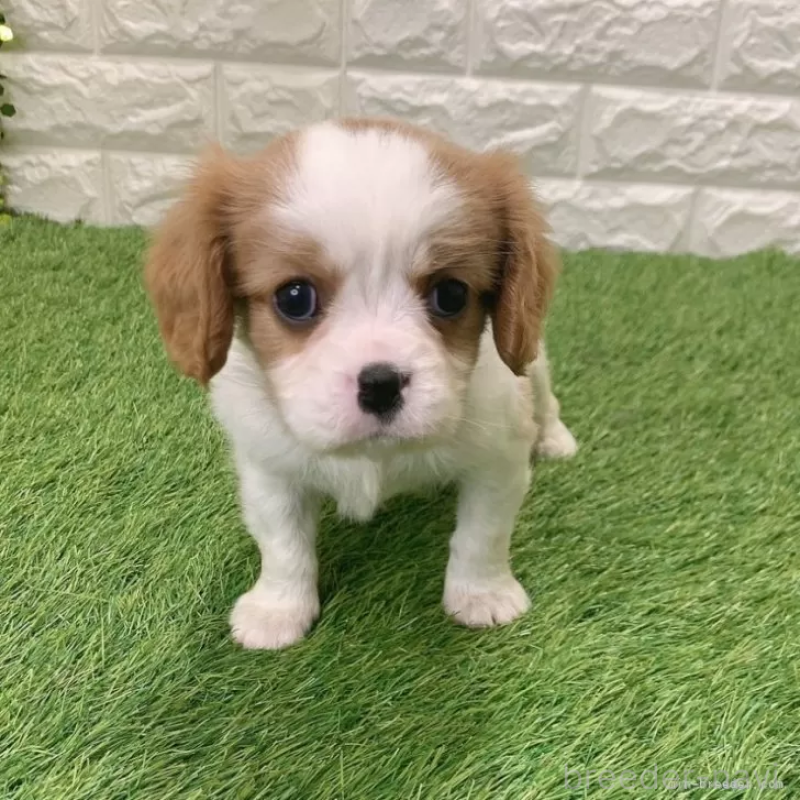 販売中の愛知県のキャバリアキングチャールズスパニエル-441379