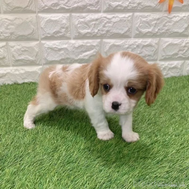 販売中の愛知県のキャバリアキングチャールズスパニエル-441379の5枚目