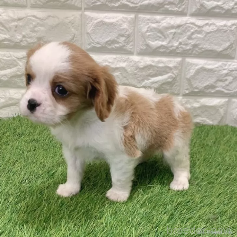 販売中の愛知県のキャバリアキングチャールズスパニエル-441379の4枚目