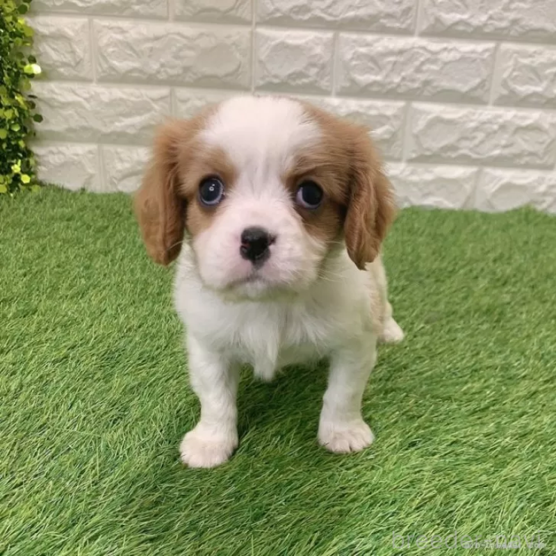 販売中の愛知県のキャバリアキングチャールズスパニエル-441379の3枚目