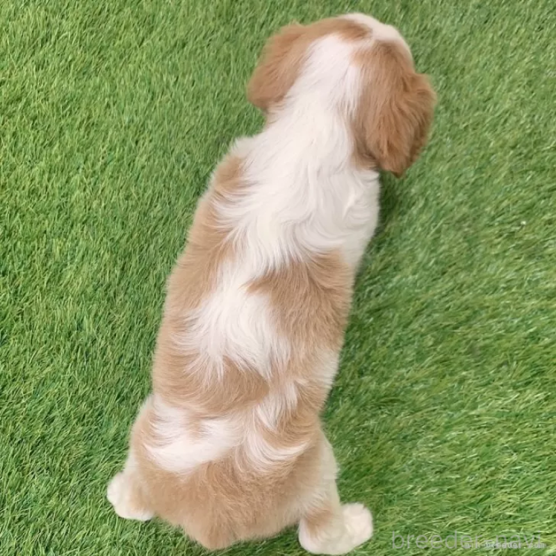 販売中の愛知県のキャバリアキングチャールズスパニエル-441379の2枚目