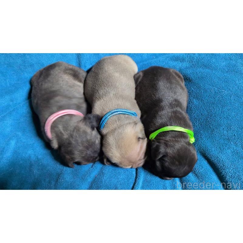 販売中の秋田県のフレンチブルドッグ-443662の3枚目