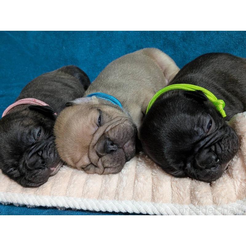 販売中の秋田県のフレンチブルドッグ-443663の2枚目