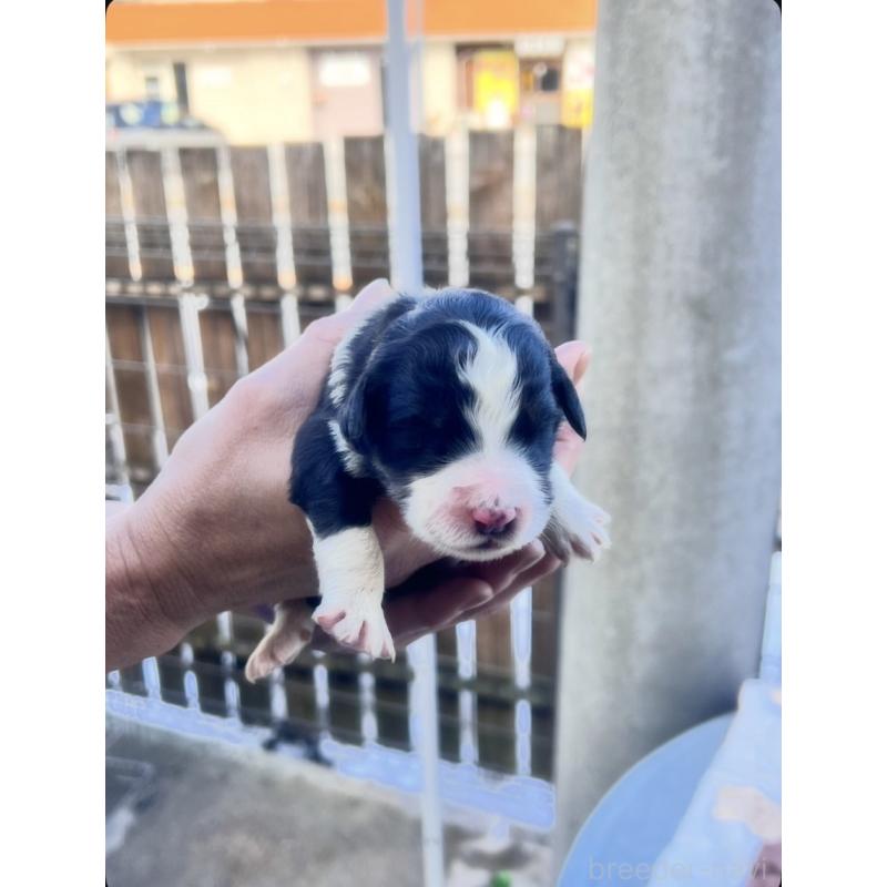 販売中の滋賀県のバーニードゥードル:バーニーズ×スタンダードプードル-443664