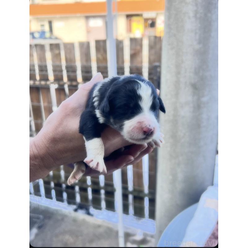 販売中の滋賀県のバーニードゥードル:バーニーズ×スタンダードプードル-443664の4枚目