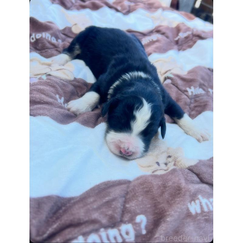 販売中の滋賀県のバーニードゥードル:バーニーズ×スタンダードプードル-443664の3枚目