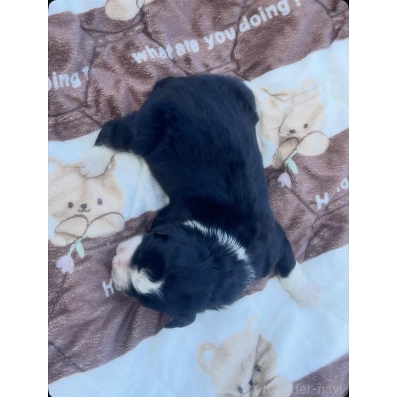 販売中の滋賀県のバーニードゥードル:バーニーズ×スタンダードプードル-443664の2枚目