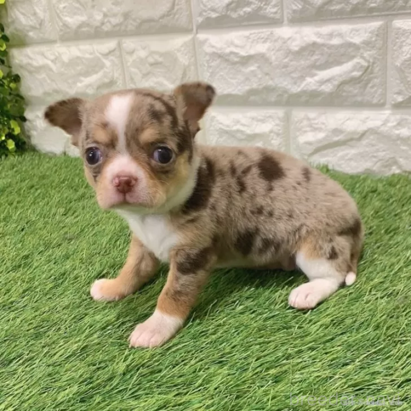 販売中の愛知県のチワワ(スムースコート)-443665