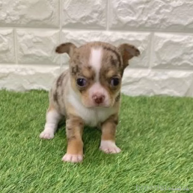 販売中の愛知県のチワワ(スムースコート)-443665の5枚目