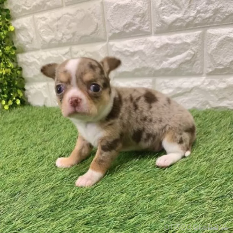 販売中の愛知県のチワワ(スムースコート)-443665の3枚目