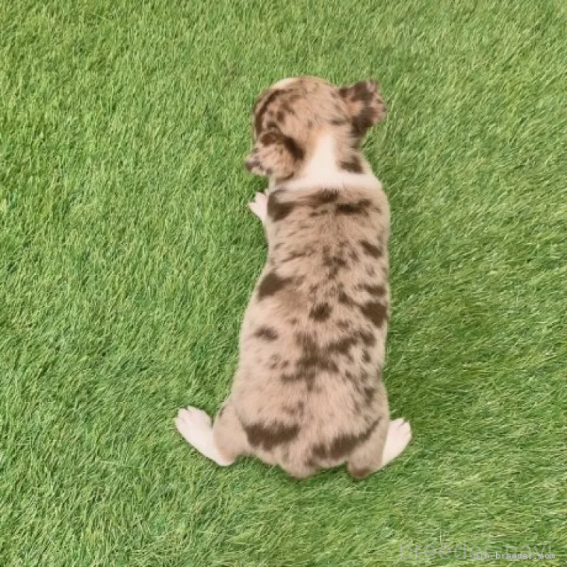 販売中の愛知県のチワワ(スムースコート)-443665の2枚目