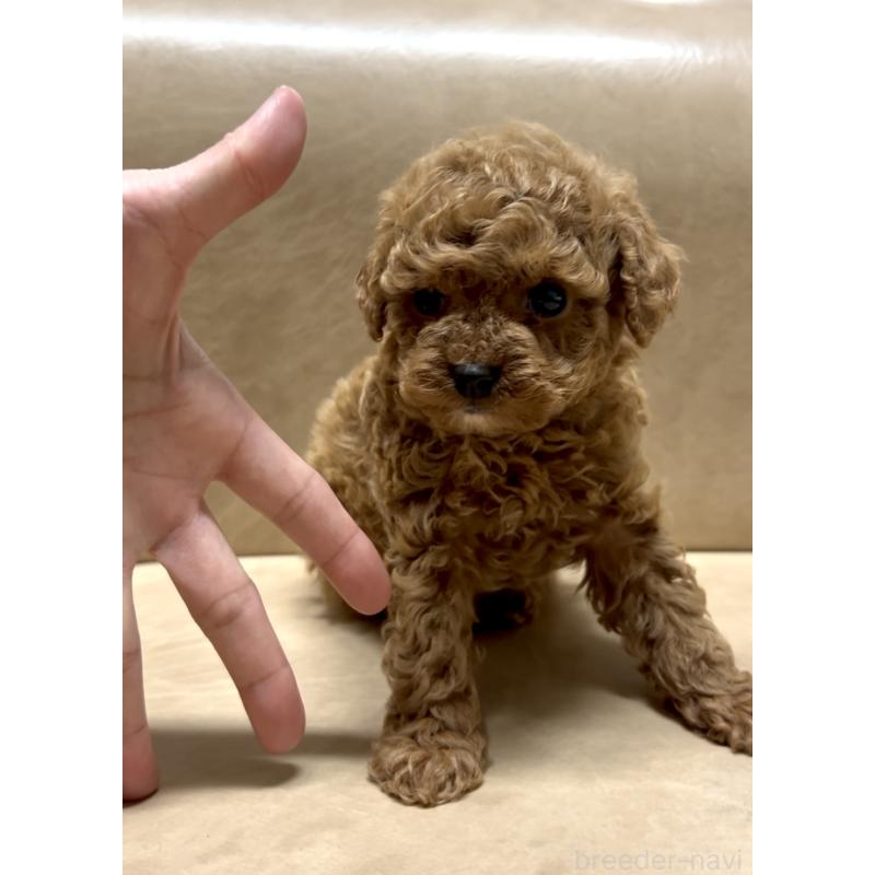 販売中の奈良県のタイニープードル-443666の13枚目