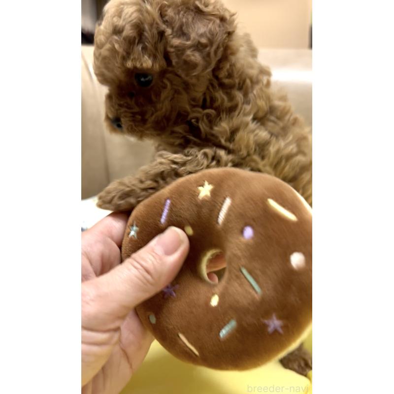 販売中の奈良県のタイニープードル-443666の12枚目