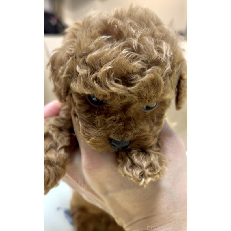 販売中の奈良県のタイニープードル-443666の11枚目