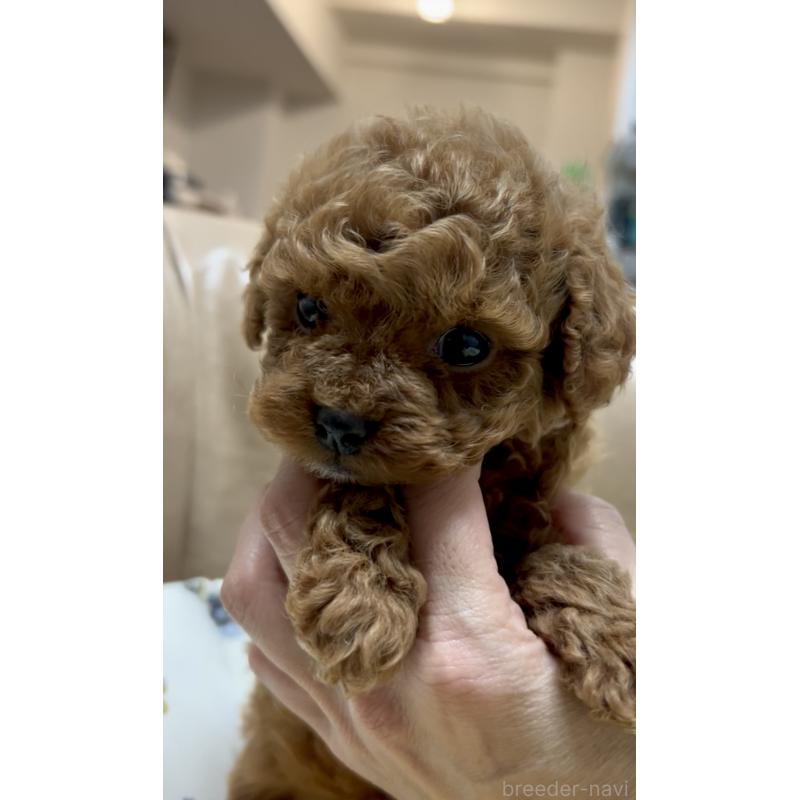 販売中の奈良県のタイニープードル-443666の10枚目