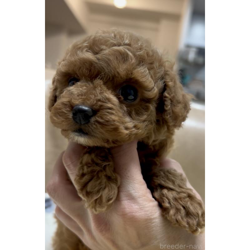 販売中の奈良県のタイニープードル-443666の9枚目