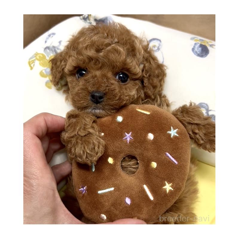 販売中の奈良県のタイニープードル-443666の1枚目