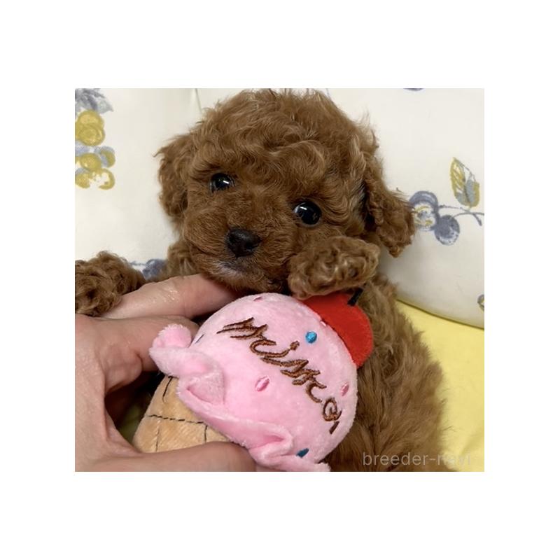 販売中の奈良県のタイニープードル-443666の7枚目