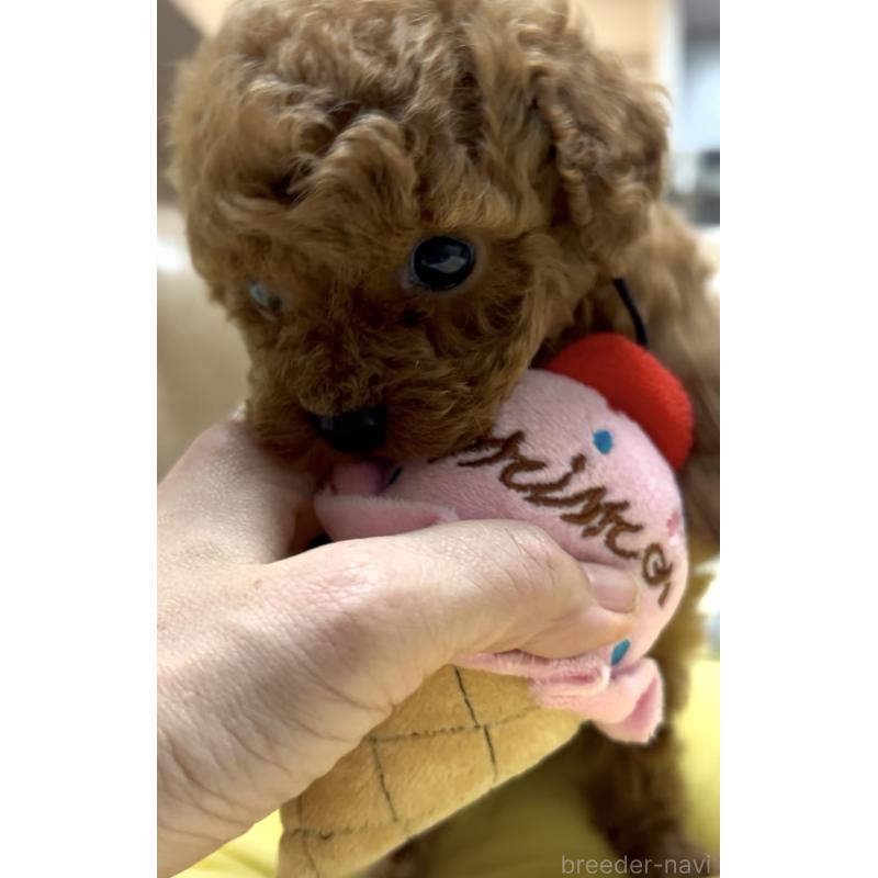 販売中の奈良県のタイニープードル-443666の6枚目