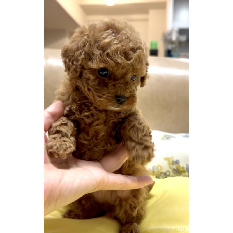 販売中の奈良県のタイニープードル-443666の5枚目