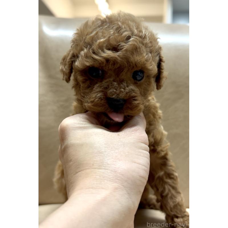 販売中の奈良県のタイニープードル-443666の4枚目