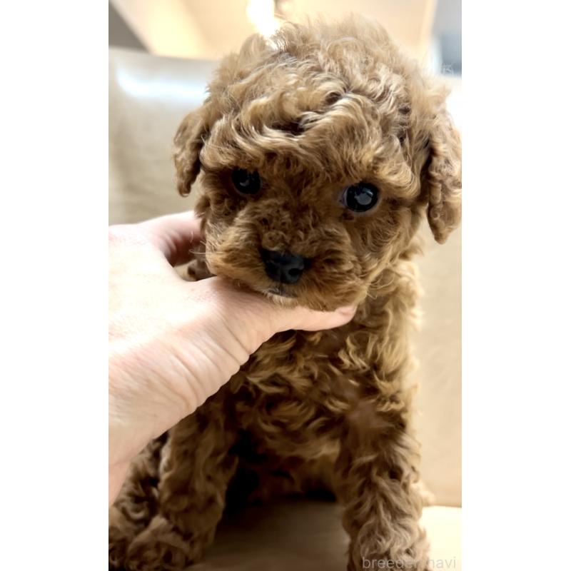 販売中の奈良県のタイニープードル-443666の3枚目