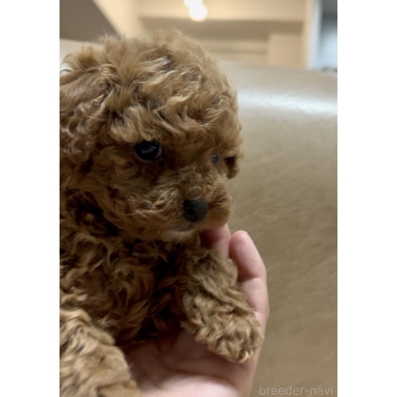 販売中の奈良県のタイニープードル-443666の2枚目