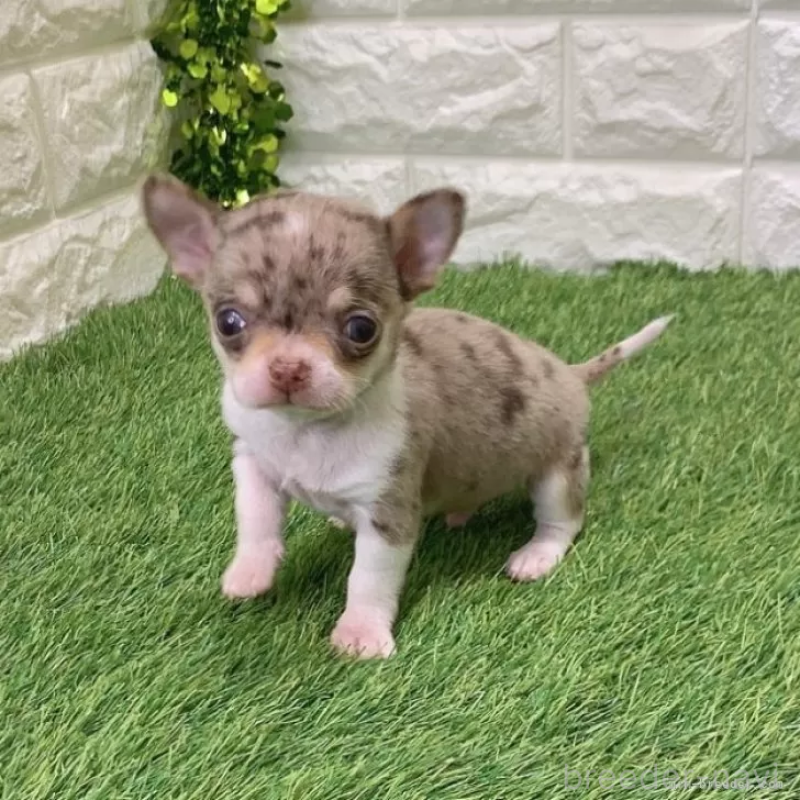 販売中の愛知県のチワワ(スムースコート)-443667