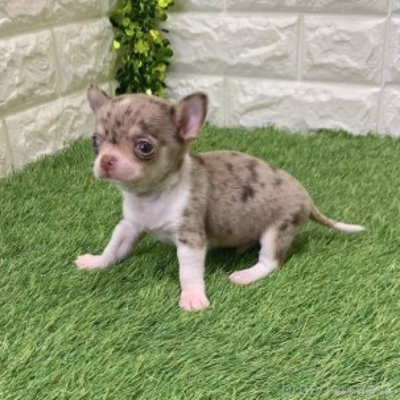 販売中の愛知県のチワワ(スムースコート)-443667の5枚目