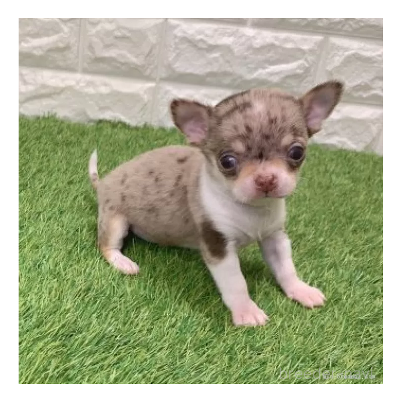 販売中の愛知県のチワワ(スムースコート)-443667の4枚目