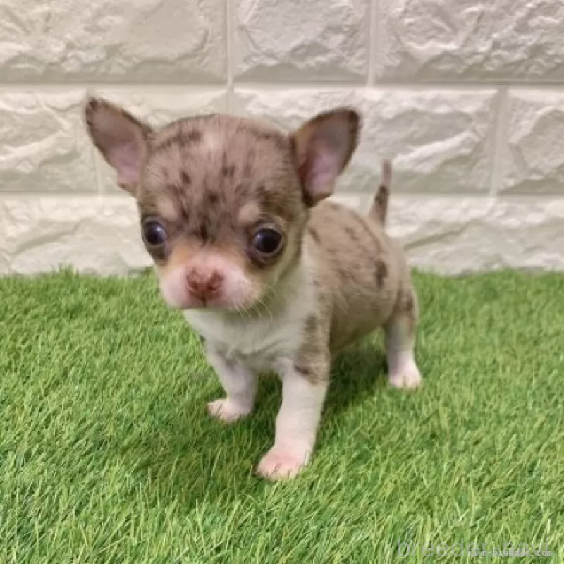 販売中の愛知県のチワワ(スムースコート)-443667の3枚目