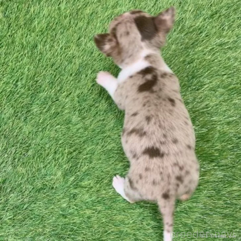 販売中の愛知県のチワワ(スムースコート)-443667の2枚目