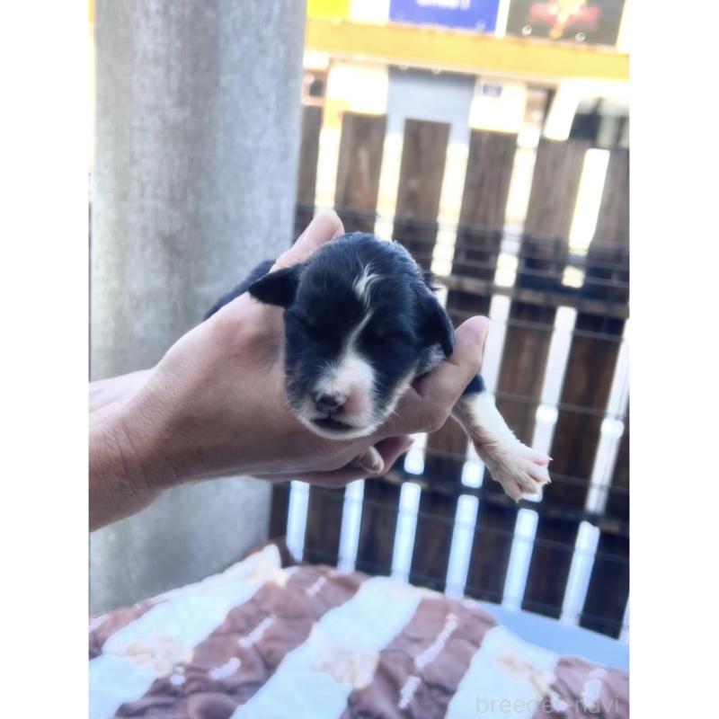 販売中の滋賀県のバーニードゥードル:バーニーズ×スタンダードプードル-443668