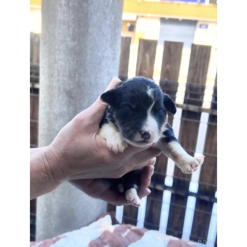 販売中の滋賀県のバーニードゥードル:バーニーズ×スタンダードプードル-443668の3枚目