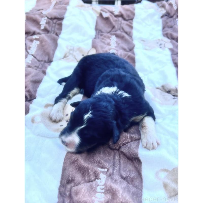 販売中の滋賀県のバーニードゥードル:バーニーズ×スタンダードプードル-443668の2枚目