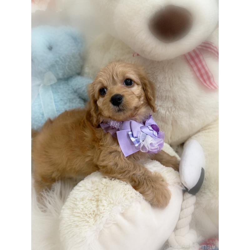 販売中の香川県のダップー:ミニチュアダックスフンド×トイプードル-440188の7枚目