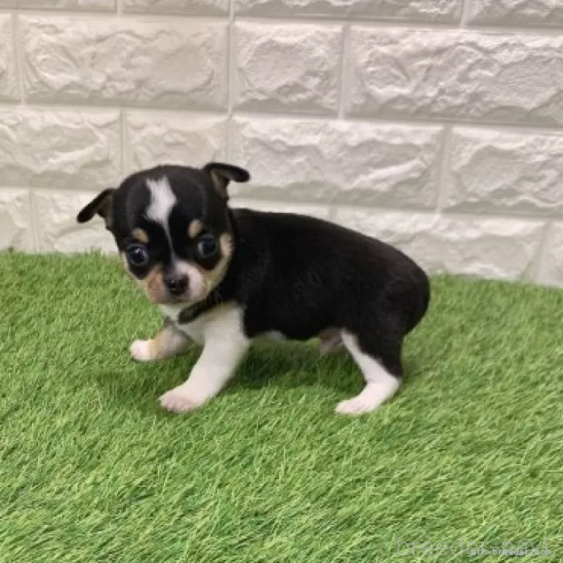 販売中の愛知県のチワワ(スムースコート)-443670の5枚目