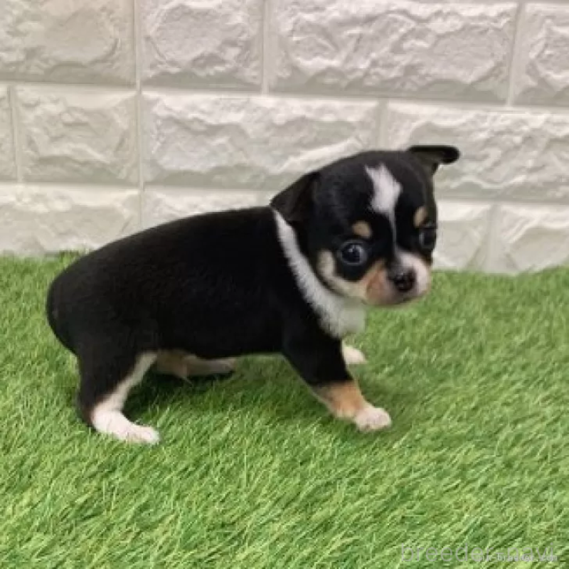 販売中の愛知県のチワワ(スムースコート)-443670の4枚目