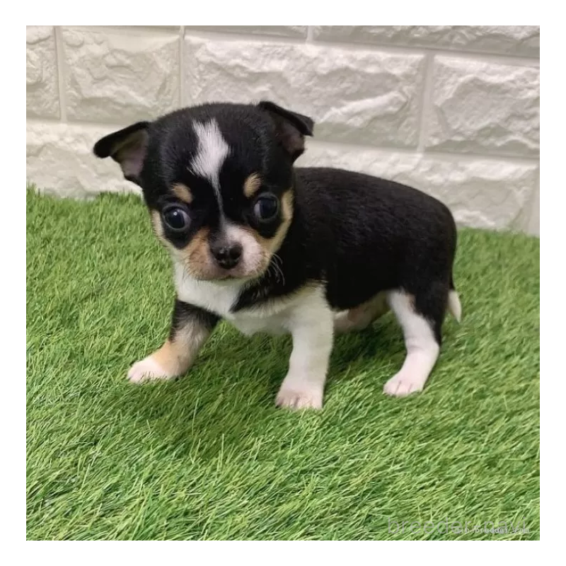 販売中の愛知県のチワワ(スムースコート)-443670の3枚目